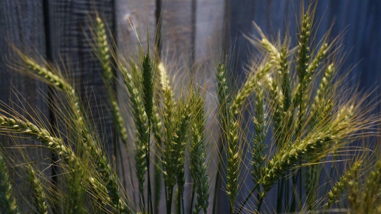 Peldmaja Leilighet Pāvilosta Eksteriør bilde
